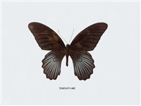 藏品(大鳳蝶)的圖片